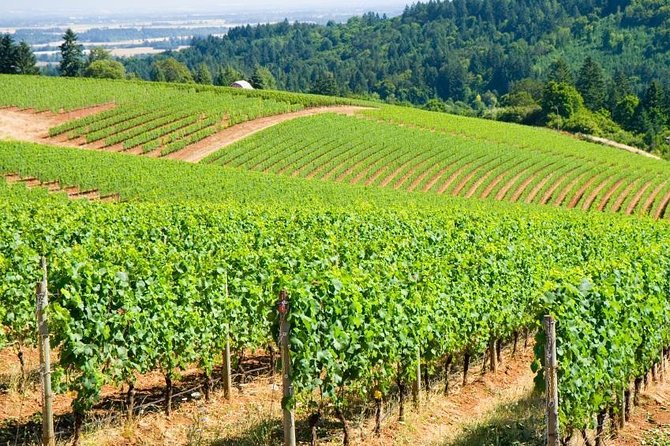 Amy & Reba's Day Drinking Wine Tours, Where we'll Drive you to Drink - Key things you’ll feel right away