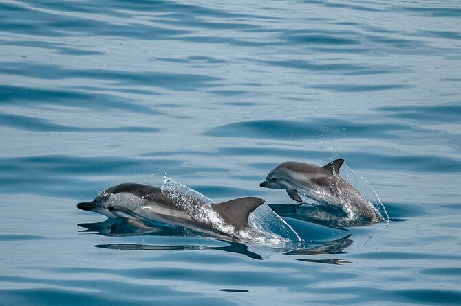 CATAMARAN OCEAN CRUISE TOUR, Food & Drinks included! - Price and value: what $108.37 gets you