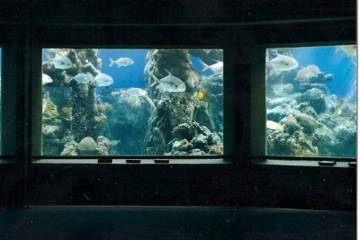 Guided Tour of Coral World Ocean Park & Happy Hour - Meeting at Coral World: start smooth and stay relaxed