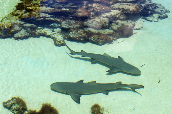 Guided Tour of Coral World Ocean Park & Happy Hour - Practical tips for the best experience
