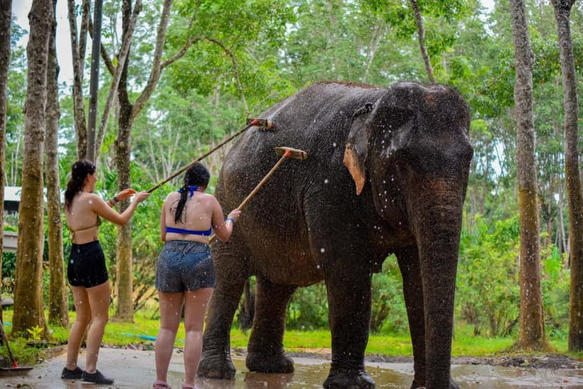 Phuket: Happy Hour Feed and Rain Shower with Elephant - Key highlights at a glance