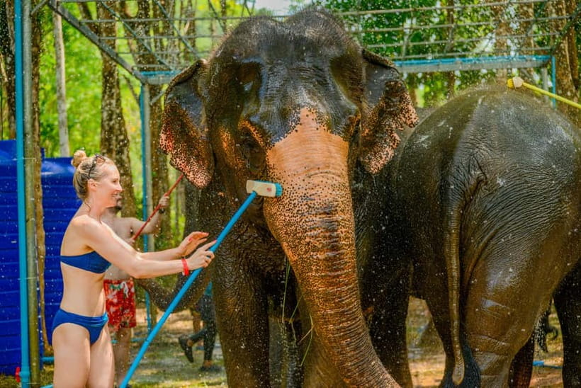 Phuket: Happy Hour Feed and Rain Shower with Elephant - Price and value: why $49 can make sense here