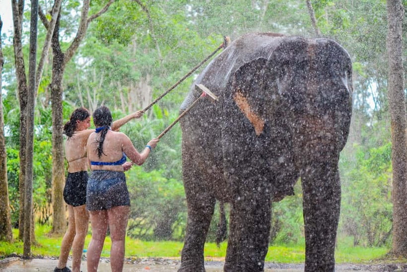 Phuket: Happy Hour Feed and Rain Shower with Elephant - Arriving at Elephant Care Camp in Siray Phuket (and staying on schedule)