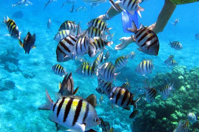 Private Catamaran Booze Cruise & Snorkeling - The Open Bar: What’s Included and How It Works