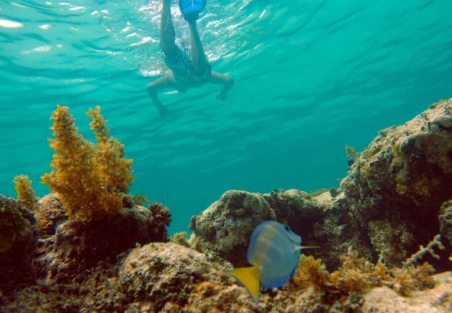 Punta Cana Happy Hour Sailing Cruise - Bávaro reef snorkeling: what you can expect in the water