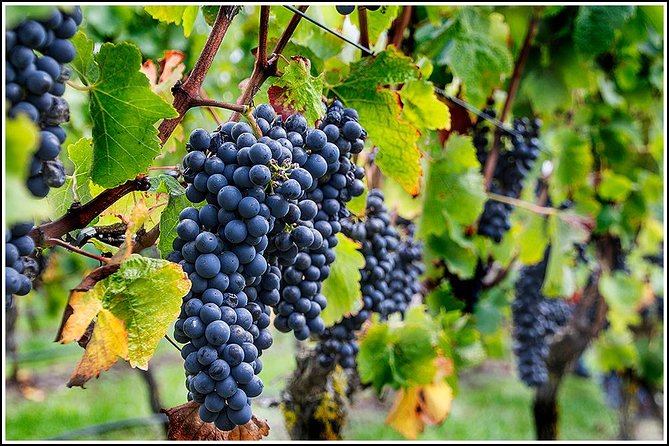 Small group - Napier Premium Wineries+ Beer tour -5.0 - 5.5 hours - The small-group advantage: more tasting, less waiting