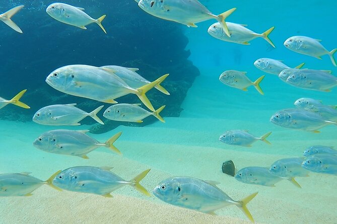 Snorkeling On Chilean Beach Transportation And Drinks Included - Chileno Beach to Playa el Chileno: a short schedule that stays stress-free