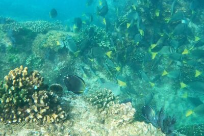 Snorkeling On Chilean Beach Transportation And Drinks Included - What the guide actually does in the water (and why you’ll care)