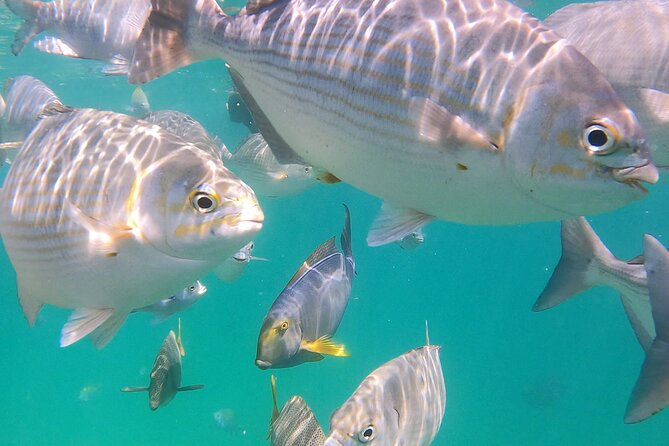 Snorkeling On Chilean Beach Transportation And Drinks Included - Price and value: is $90 worth it here?