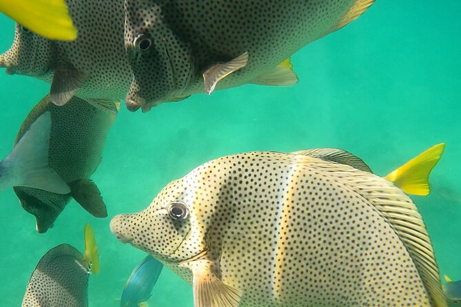 Snorkeling On Chilean Beach Transportation And Drinks Included - Getting there: meeting point timing and why you should arrive early