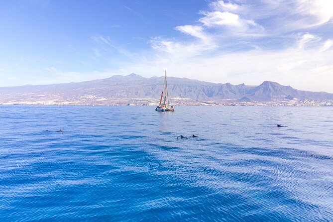 Watching and Listening Whales visiting Los Gigantes&Masca. Food&drinks included - Why Costa Adeje is a smart start for Los Gigantes and Masca