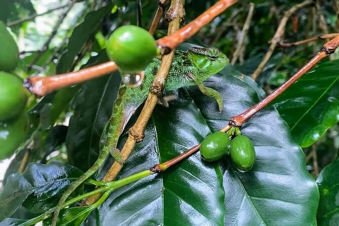 Waterfall, coffee tour & hot springs - lunch and drinks included - Who This Tour Fits Best (and When to Choose Something Else)