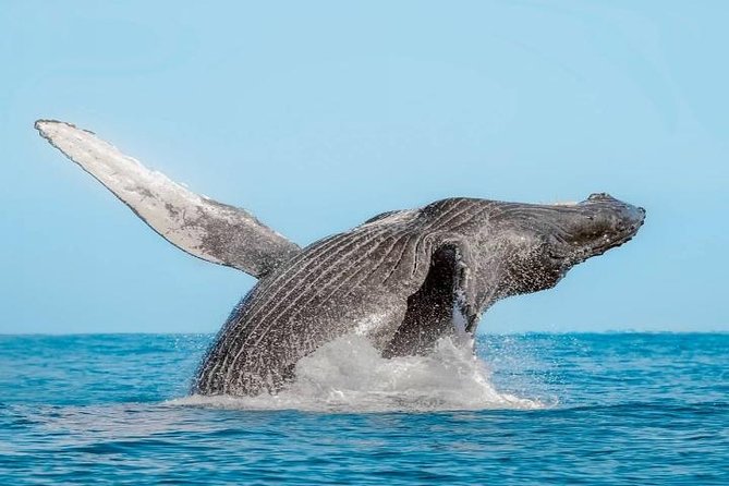 Whale Watching on 2 Level Big Boat with Breakfast and Drinks INCLUDED - Deck Comfort, Two-Level Layout, and Sound Sensitivity Tips