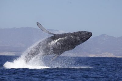 Whale Watching on 2 Level Big Boat with Breakfast and Drinks INCLUDED - The Whale Search: Humpbacks, Grays, Blues, Orcas, and Dolphins