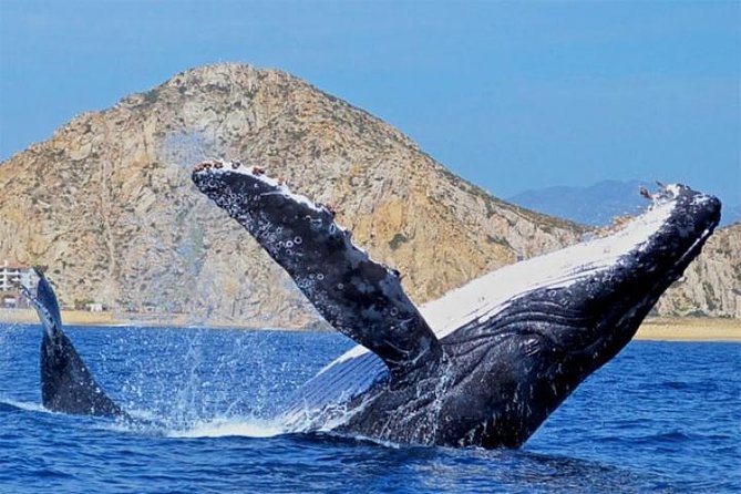 Whale Watching on 2 Level Big Boat with Breakfast and Drinks INCLUDED - Timing, Check-In, and Getting to Muelle del Cabo